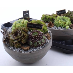 ARR SEMPERVIVUM