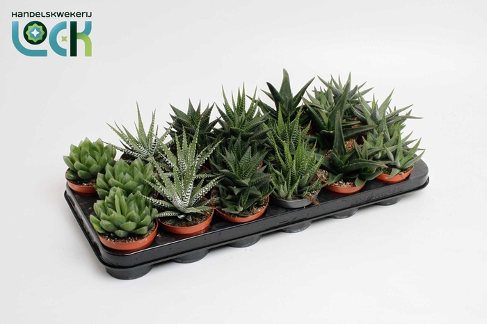 <h4>Haworthia Mix</h4>