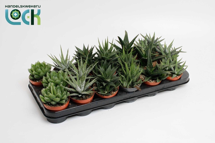 <h4>Haworthia Mix</h4>