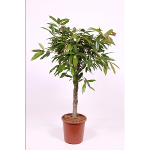 Ficus Amstel King