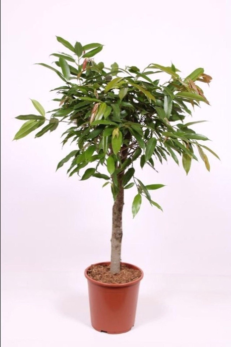 <h4>Ficus Amstel King</h4>
