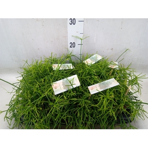 Rhipsalis baccifera 'Oasis'