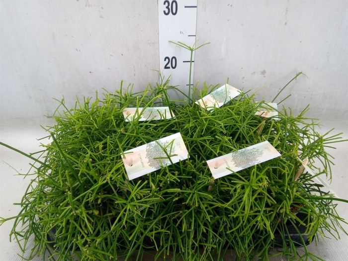 <h4>Rhipsalis baccifera 'Oasis'</h4>
