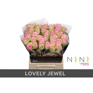 Rosa large lovely jewel