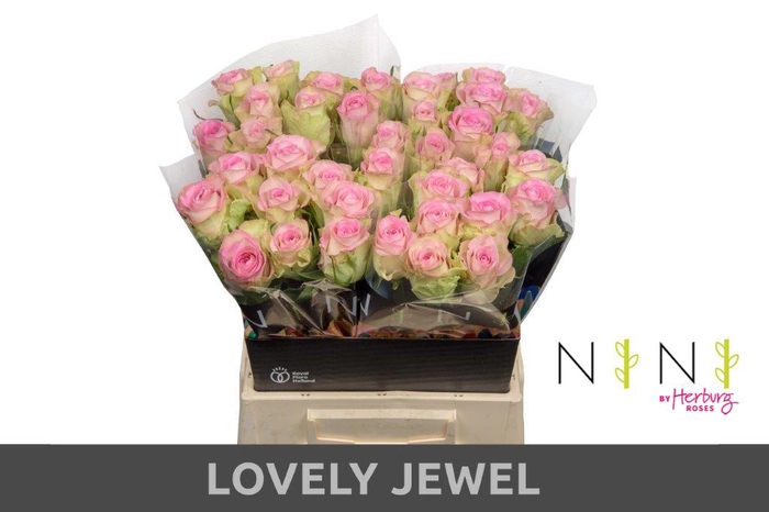 Rosa large lovely jewel