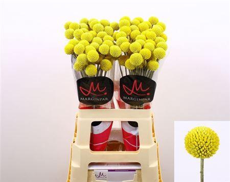 <h4>Craspedia Paintball Pop Xxl</h4>