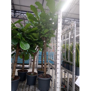 Ficus lyrata