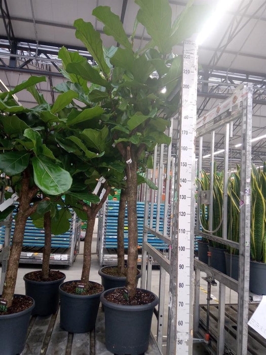 <h4>Ficus lyrata</h4>