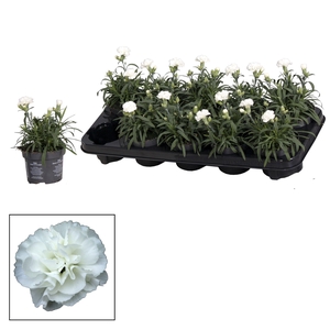 Dianthus - 10,5 cm - Oscar White