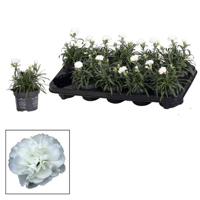 <h4>Dianthus - 10,5 cm - Oscar White</h4>