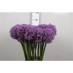 Allium Globemaster