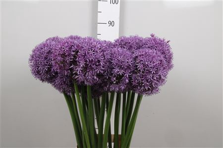 <h4>Allium Globemaster</h4>