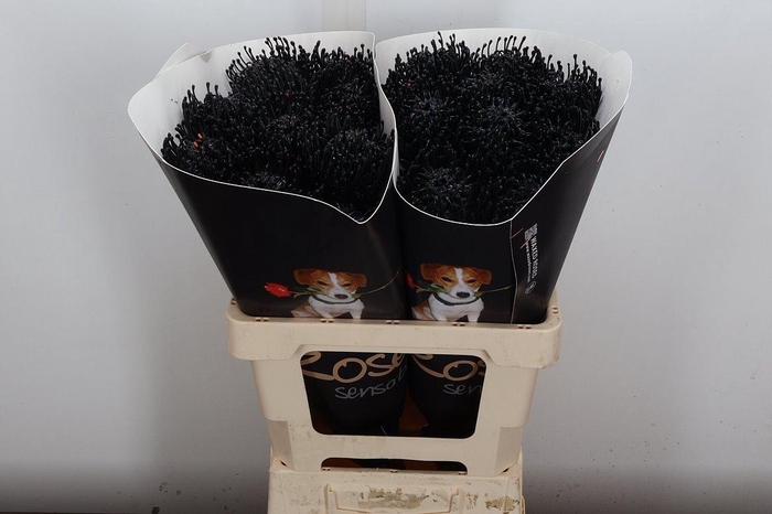 <h4>Protea Leuco Ov</h4>