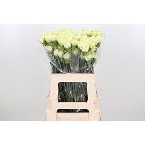 DI ST GOBLIN GREEN ANGEBOT