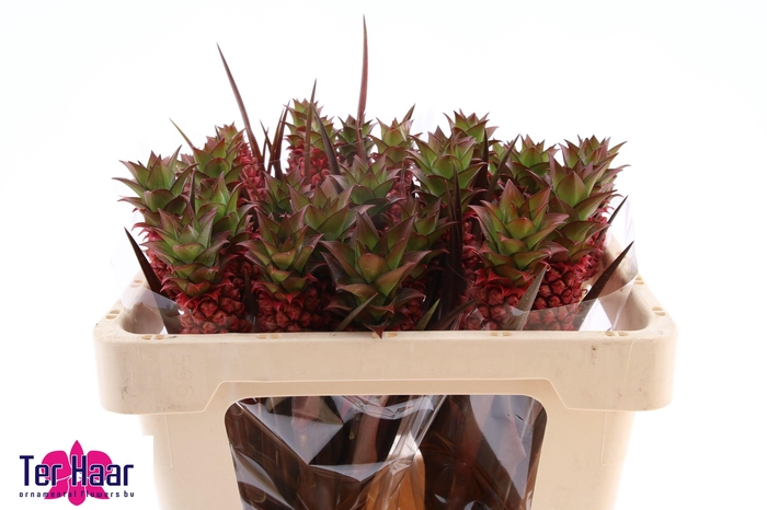 <h4>ANANAS LUCIDUS</h4>
