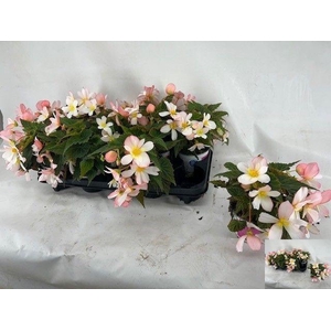 BEGO WF DR ANG S PIN