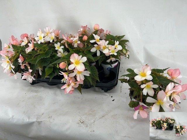 <h4>BEGO WF DR ANG S PIN</h4>