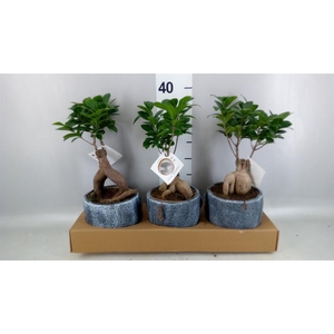 Ficus microcarpa 'Ginseng'