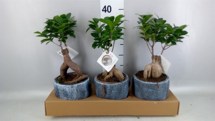 <h4>Ficus microcarpa 'Ginseng'</h4>