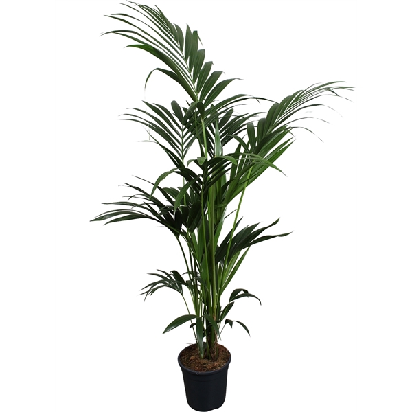 <h4>Howea forsteriana (Kentia) 6 pit 160-180cm</h4>