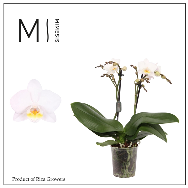 <h4>Mimesis Phal. Julia 11 - 2 spike 9cm</h4>