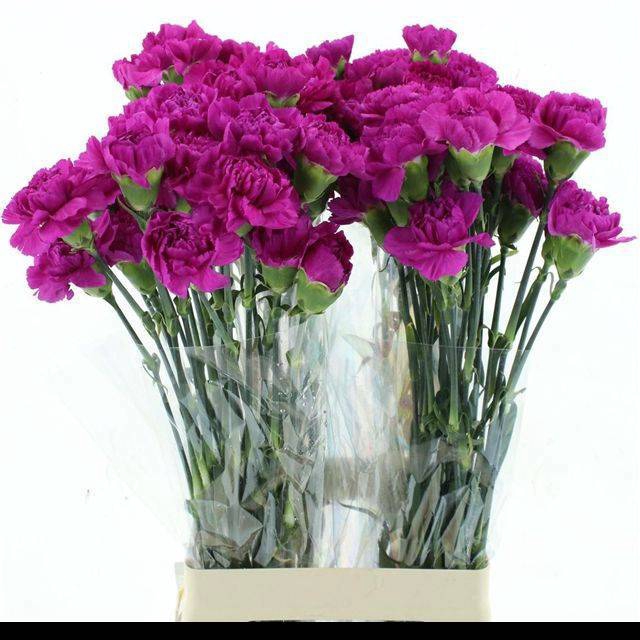 <h4>DI ST TIEPOLO</h4>