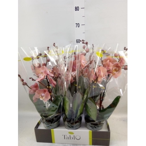 Phalaenopsis   ...rose