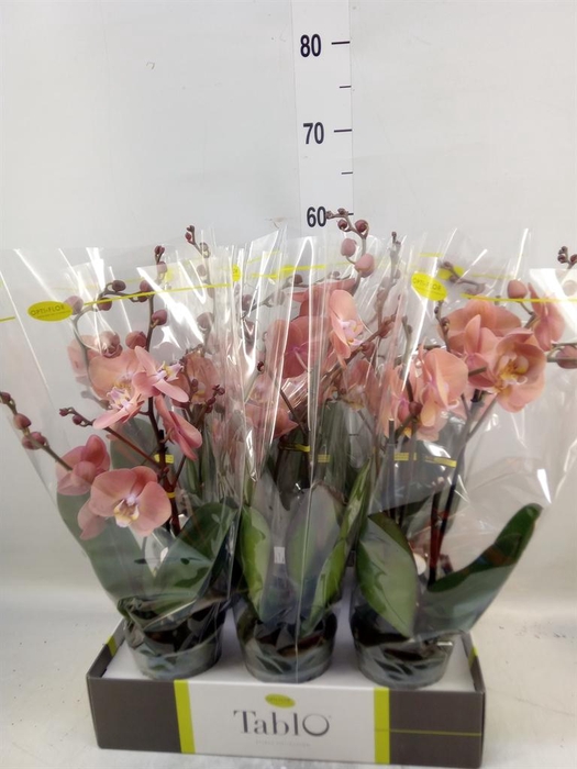 <h4>Phalaenopsis   ...rose</h4>