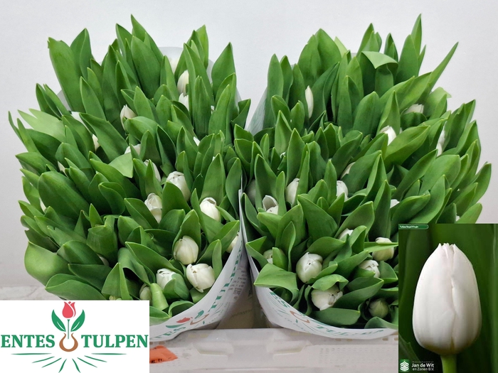 <h4>TU EN ROYAL VIRGIN</h4>