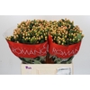 Hypericum Mellow Romance