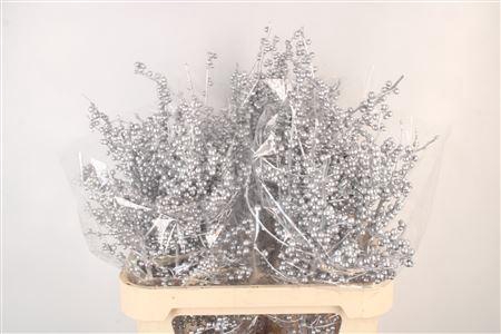 <h4>Ilex Vert.. Silver 75cm</h4>