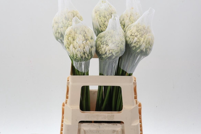 <h4>Agap Gletsjer</h4>