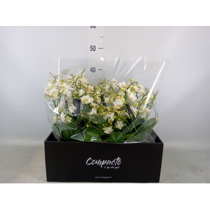 Phalaenopsis multi. 'Cream Punch'