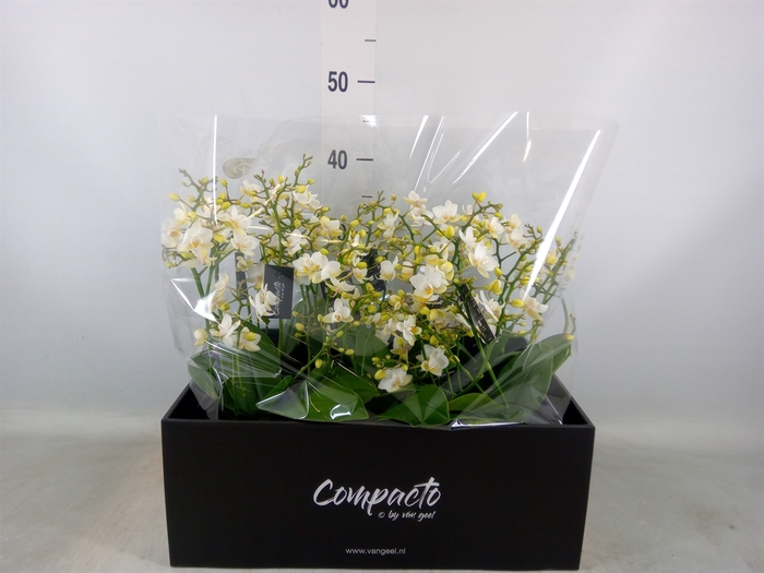 <h4>Phalaenopsis multi. 'Cream Punch'</h4>