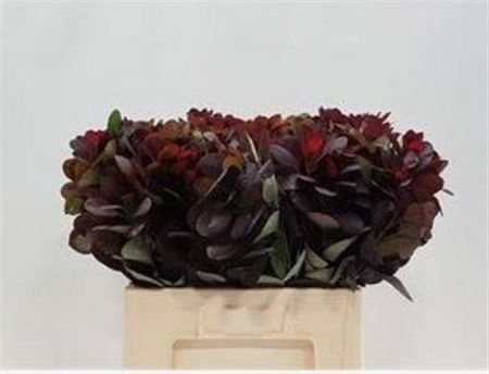 <h4>Cotinus royal purple</h4>