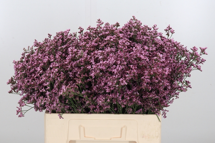 <h4>Lim Piuma Pink Touch</h4>