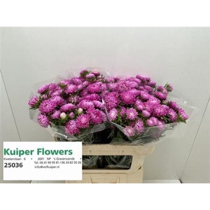 CALLISTEPHUS JUPITER ROSE