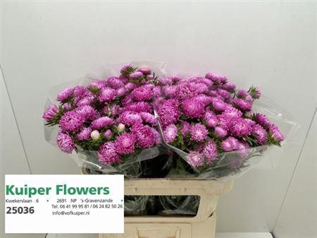 <h4>CALLISTEPHUS JUPITER ROSE</h4>