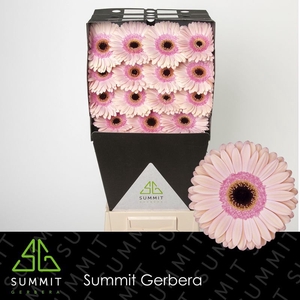 Gerbera Alliance Diamond