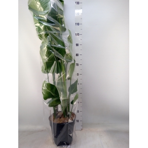 Strelitzia nicolai