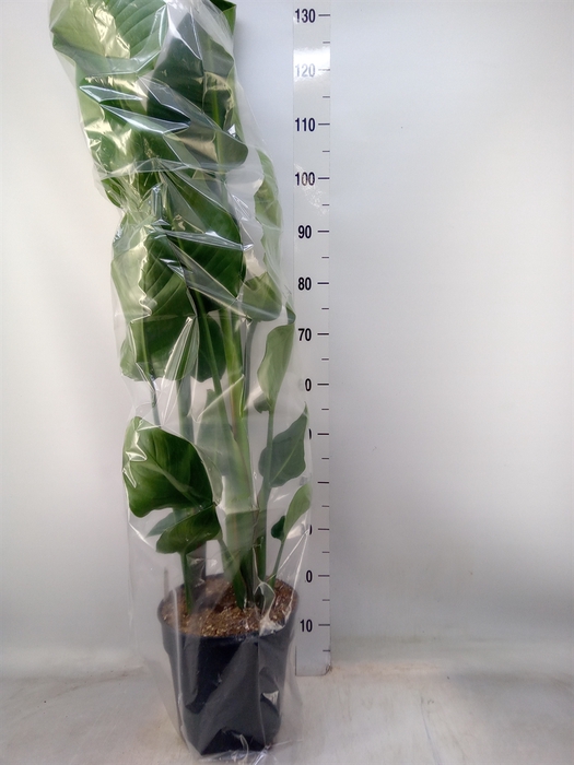 <h4>Strelitzia nicolai</h4>
