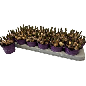 MUSCARI ARMENIACUM P9