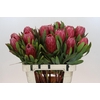 Protea Red Ice