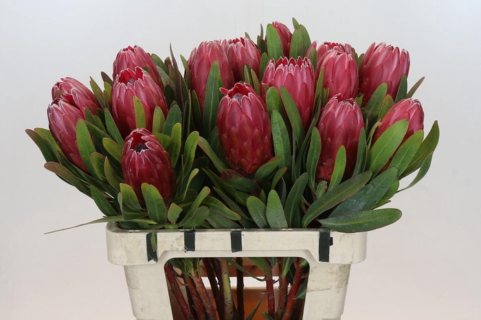 Protea Red Ice