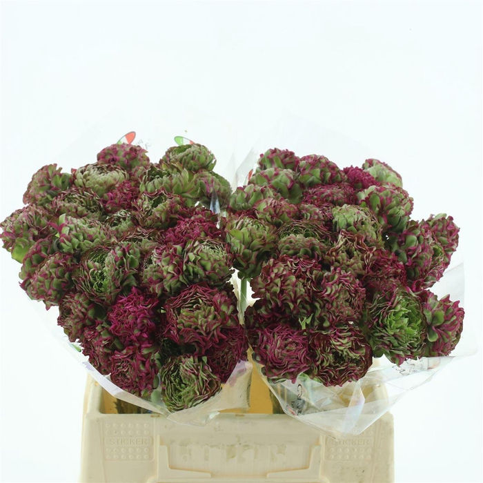 <h4>Ran Ponpon Fanny</h4>