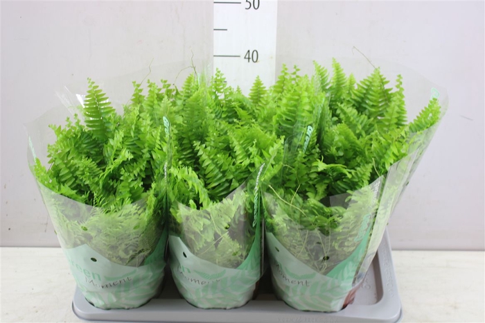 <h4>Nephrolepis Green Moment</h4>