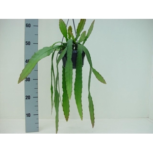 Epiphyllum