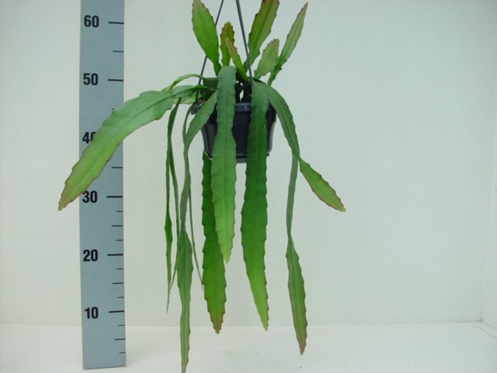 <h4>Epiphyllum</h4>