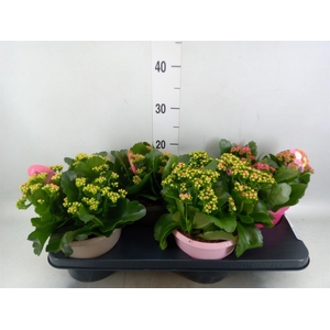 Kalanchoe blos. 'Gardenlina'  ..mix