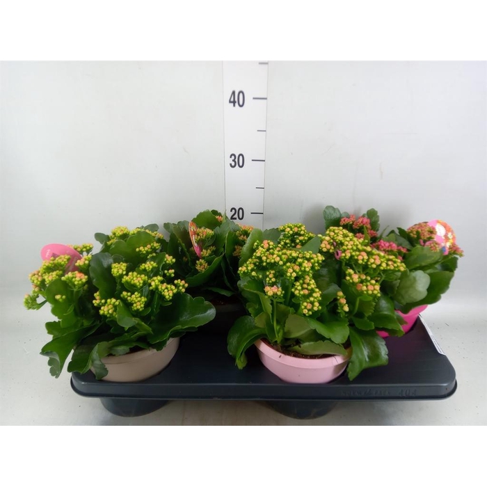 <h4>Kalanchoe blos. 'Gardenlina'  ..mix</h4>